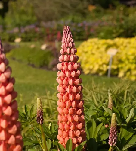 Garten-Lupine 'Salmon Star'