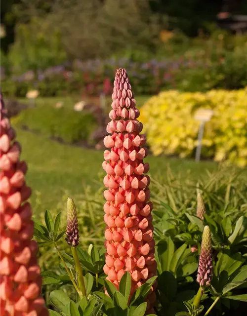 Garten-Lupine 'Salmon Star'