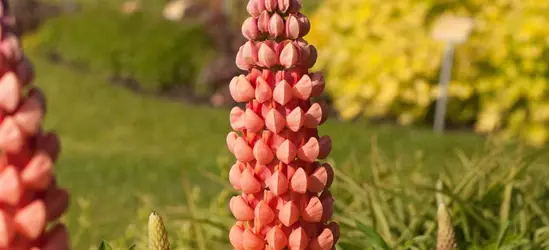 Garten-Lupine 'Salmon Star'