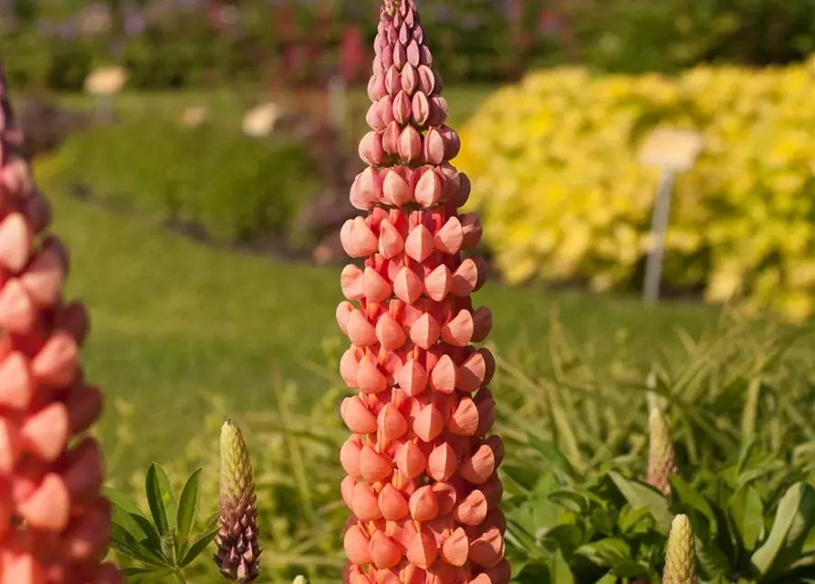 Garten-Lupine 'Salmon Star'