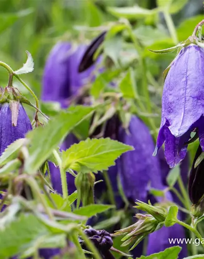 Campanula punctata 'Sarastro'