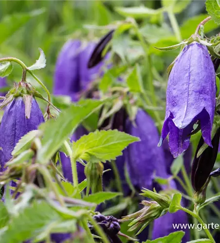 Campanula punctata 'Sarastro'