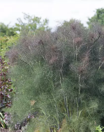 Dunkelblättriger Garten-Fenchel 'Atropurpureum'