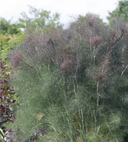 Dunkelblättriger Garten-Fenchel 'Atropurpureum'