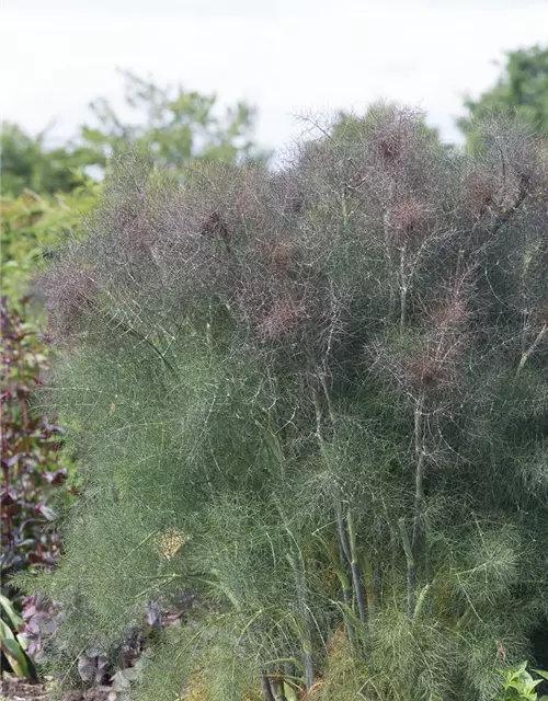 Dunkelblättriger Garten-Fenchel 'Atropurpureum'