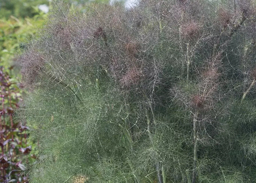 Dunkelblättriger Garten-Fenchel 'Atropurpureum'