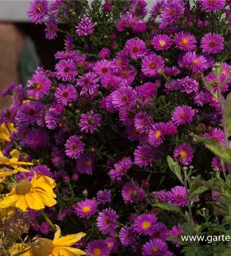 Garten-Glattblatt-Aster 'Karminkuppel'