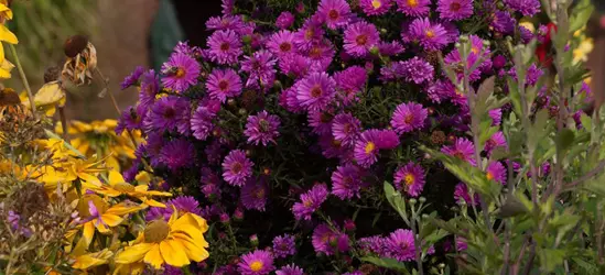 Garten-Glattblatt-Aster 'Karminkuppel'