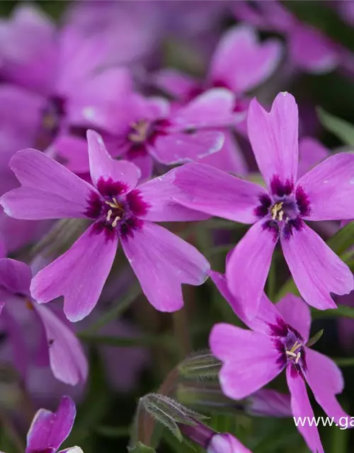 Garten-Teppich-Flammenblume 'Samson'