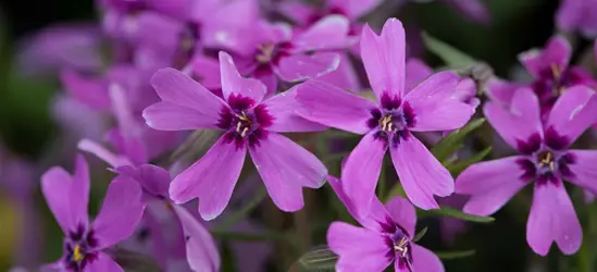 Garten-Teppich-Flammenblume 'Samson'