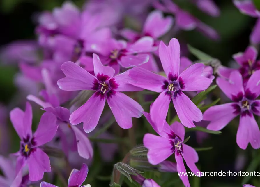 Garten-Teppich-Flammenblume 'Samson'