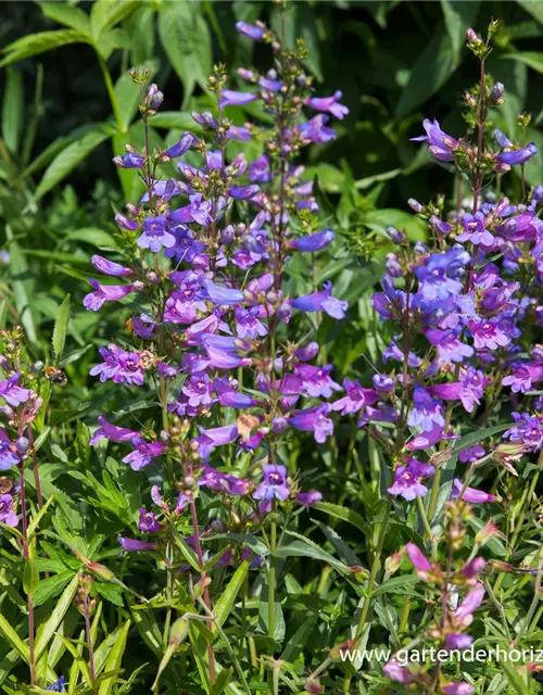 Garten-Bartfaden 'Catherine de la Mere'