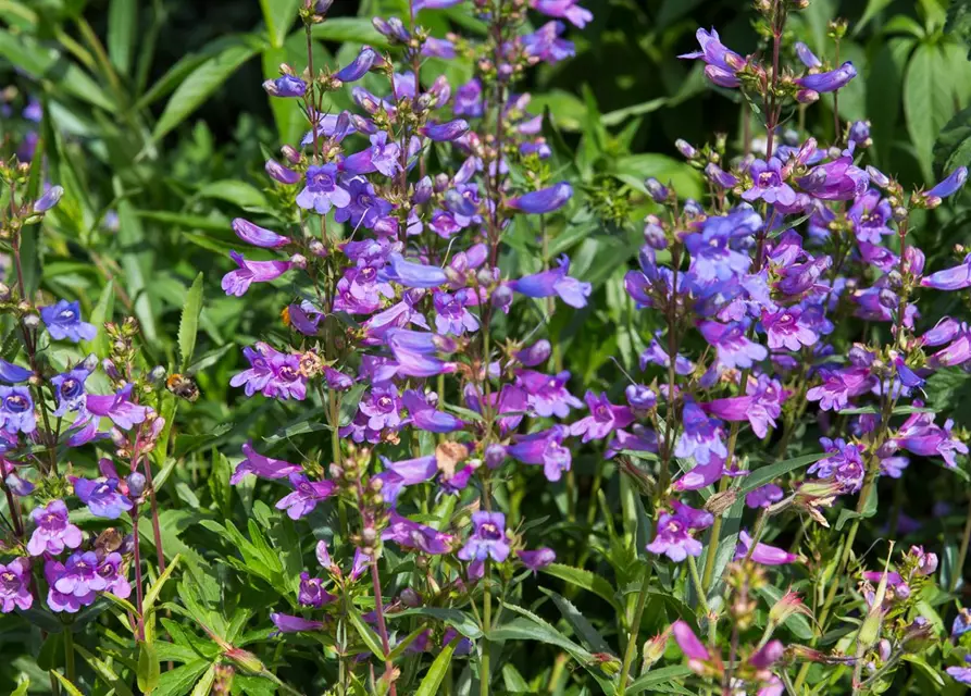 Garten-Bartfaden 'Catherine de la Mere'