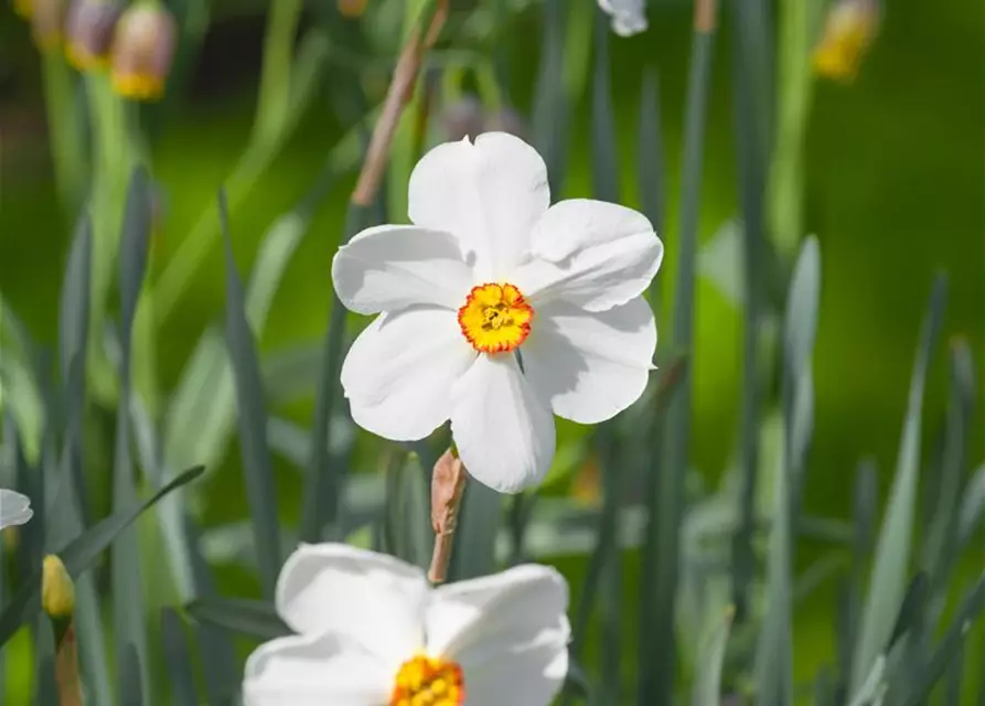 Garten-Dichter-Narzisse 'Actaea'