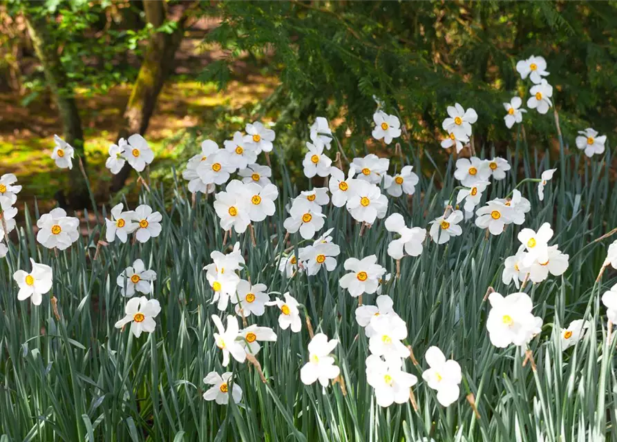 Garten-Dichter-Narzisse 'Actaea'