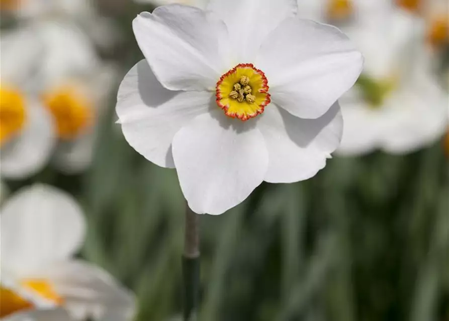 Garten-Dichter-Narzisse 'Actaea'