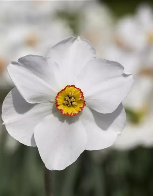 Garten-Dichter-Narzisse 'Actaea'