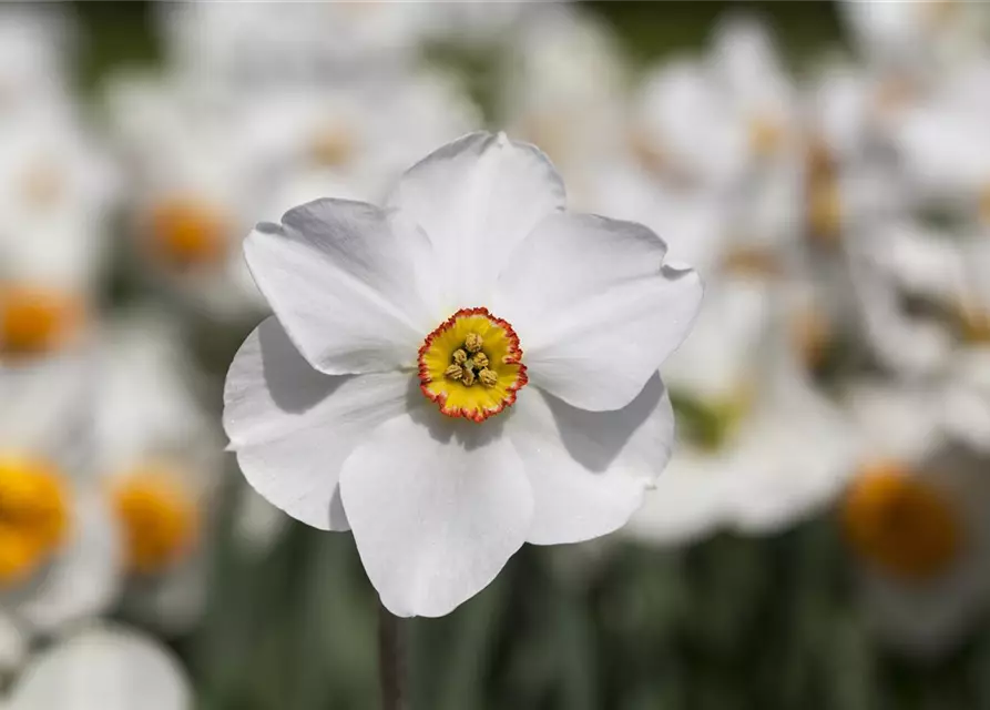 Garten-Dichter-Narzisse 'Actaea'