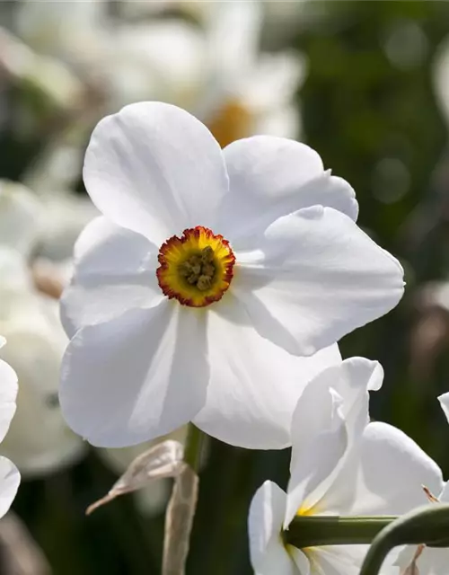 Garten-Dichter-Narzisse 'Actaea'