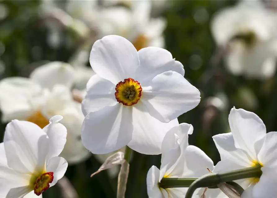 Garten-Dichter-Narzisse 'Actaea'