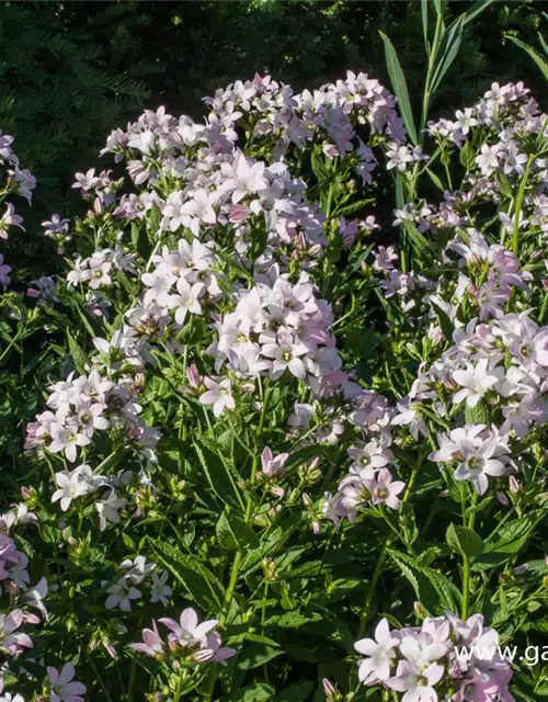 Campanula lactiflora 'Loddon Anne'