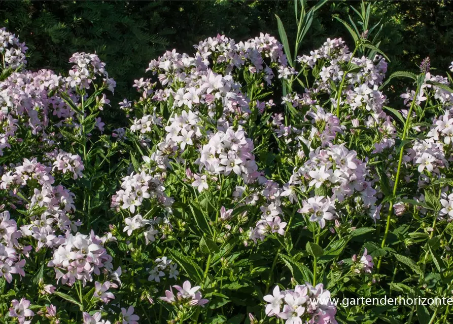 Campanula lactiflora 'Loddon Anne'