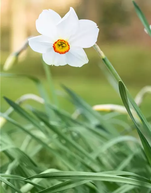 Garten-Dichter-Narzisse 'Actaea'