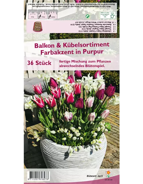 Balkon-& Kübelsortiment 'Farbakzent in Purpur'