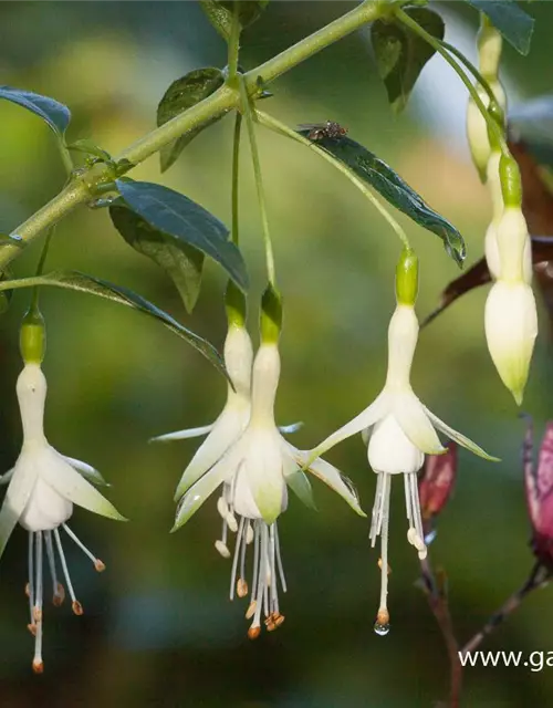 Garten-Fuchsie