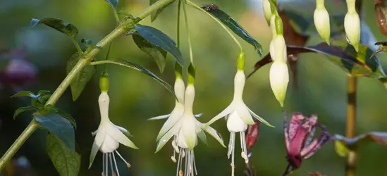 Garten-Fuchsie