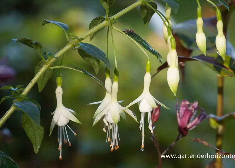 Garten-Fuchsie