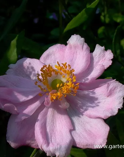 Garten-Herbst-Anemone 'Königin Charlotte'