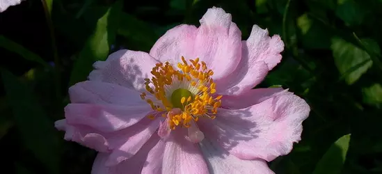 Garten-Herbst-Anemone 'Königin Charlotte'