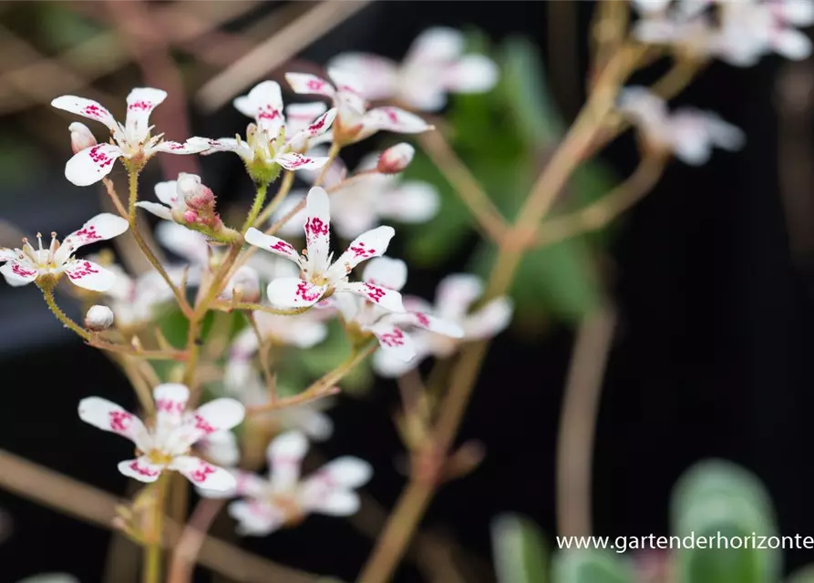 Garten-Strauch-Steinbrech 'Southside Seedling'