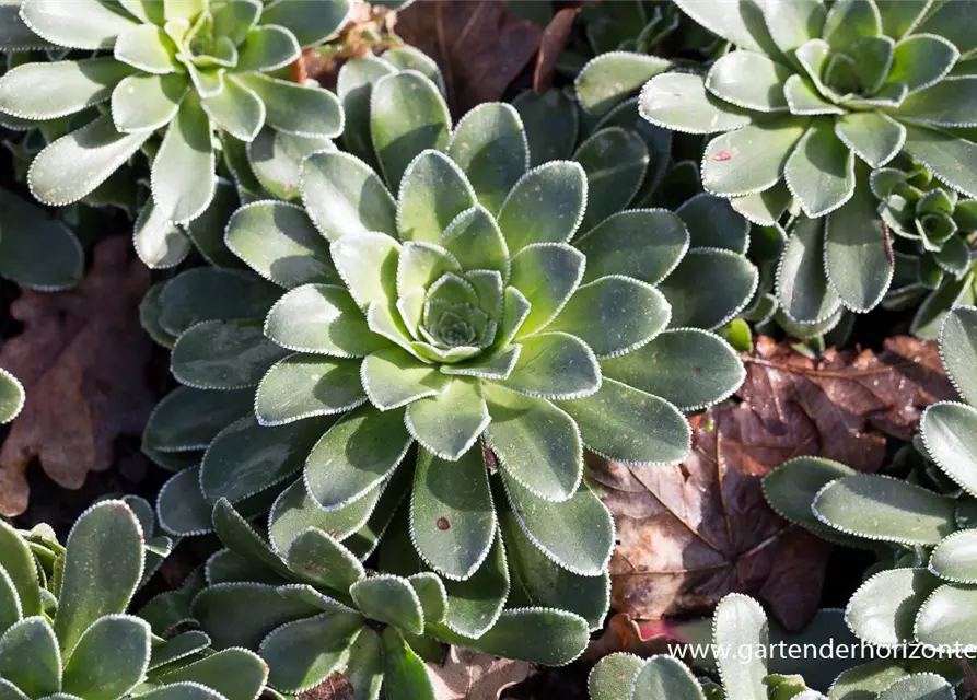 Garten-Strauch-Steinbrech 'Southside Seedling'