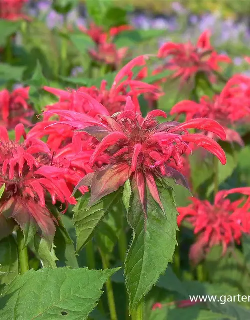 Garten-Indianernessel 'Gardenview Scarlet'