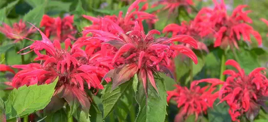 Garten-Indianernessel 'Gardenview Scarlet'