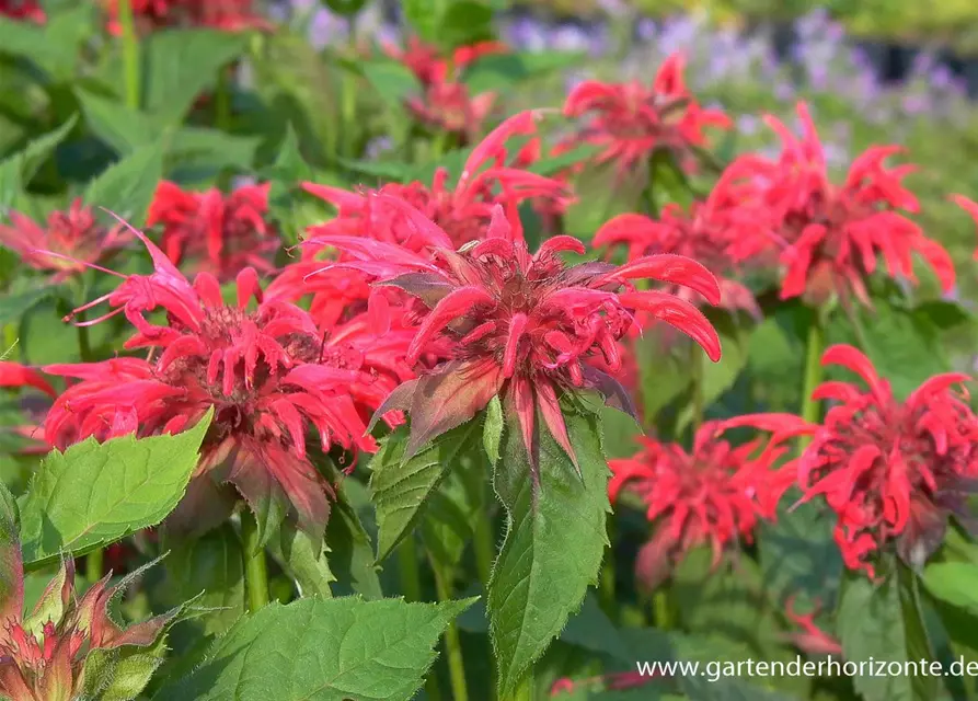 Garten-Indianernessel 'Gardenview Scarlet'