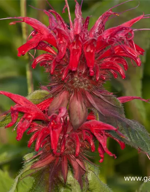 Garten-Indianernessel 'Gardenview Scarlet'