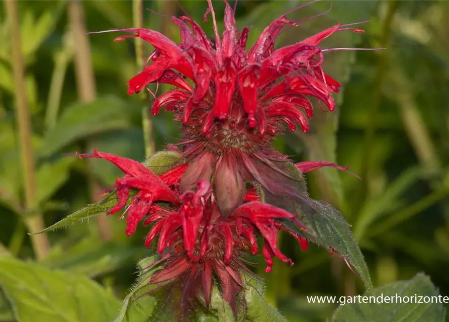 Garten-Indianernessel 'Gardenview Scarlet'