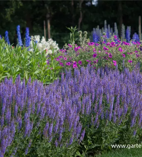 Garten-Blüten-Salbei 'Blauhügel'