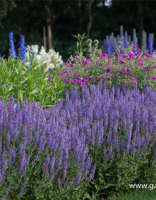 Garten-Blüten-Salbei 'Blauhügel'