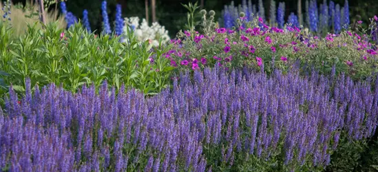 Garten-Blüten-Salbei 'Blauhügel'