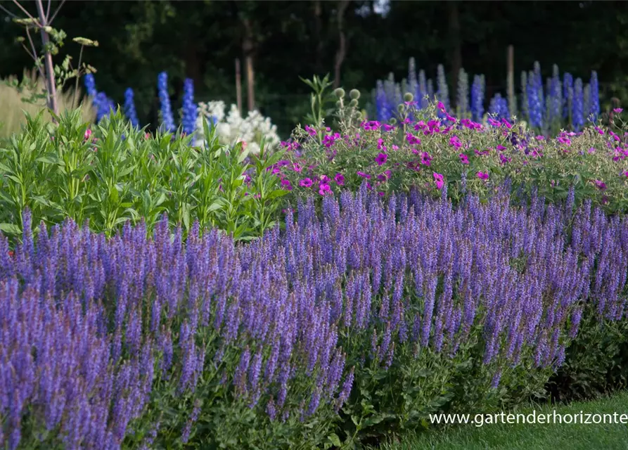 Garten-Blüten-Salbei 'Blauhügel'