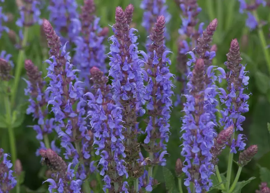 Garten-Blüten-Salbei 'Blauhügel'