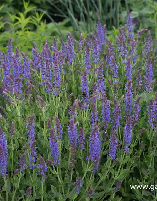 Garten-Blüten-Salbei 'Blauhügel'