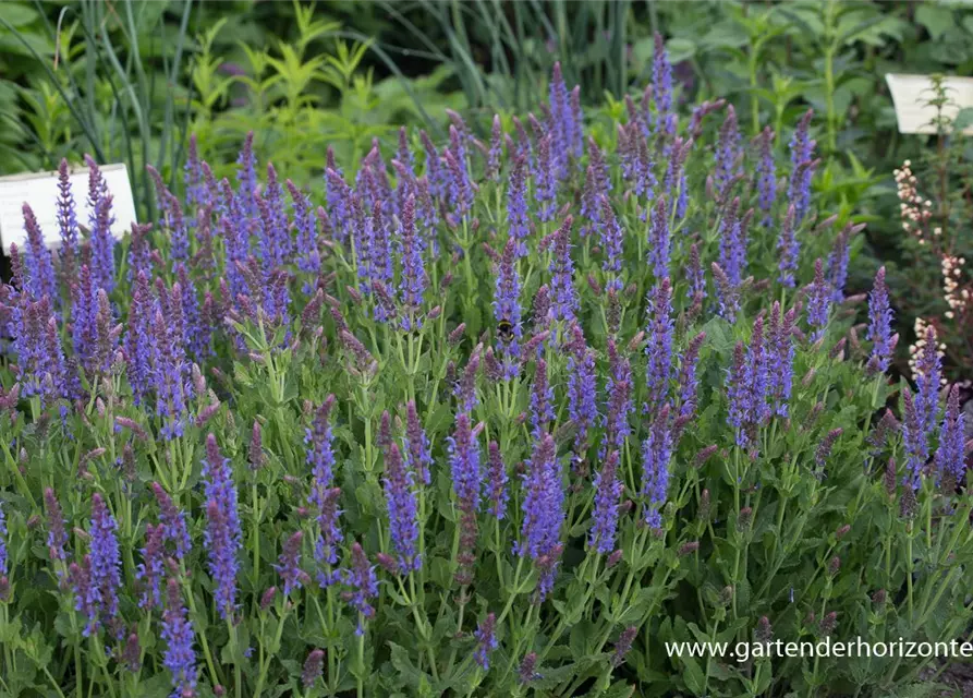 Garten-Blüten-Salbei 'Blauhügel'