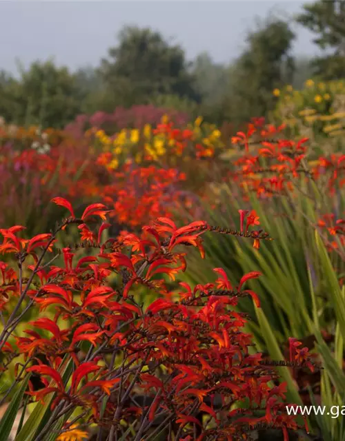 Crocosmia paniculata