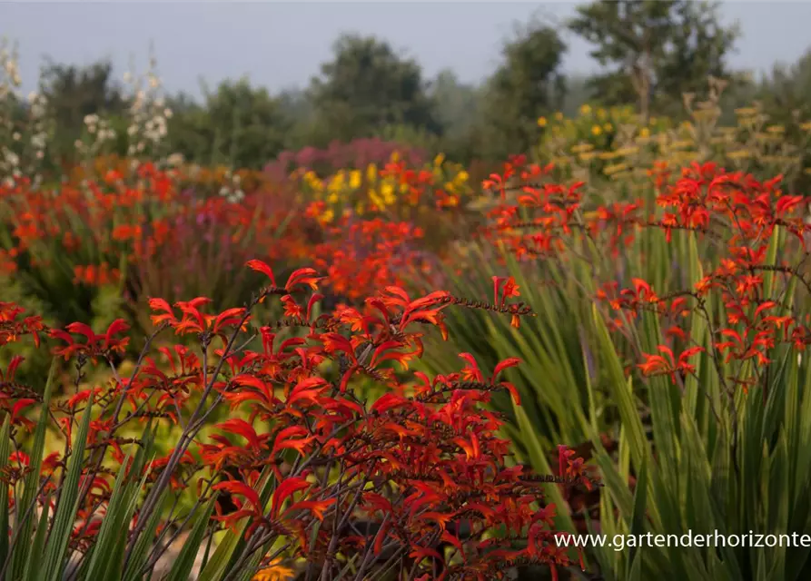 Crocosmia paniculata