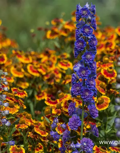 Delphinium Highlander 'Sweet Sensation' -R-